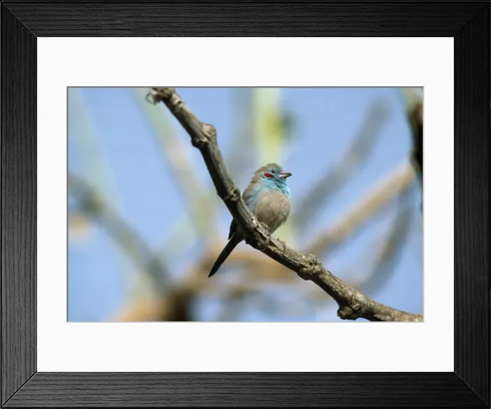 Framed Print : Picture No. 10851519 Framed Print : Picture No. 10851519