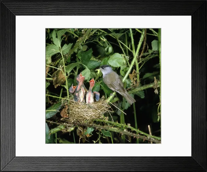 Framed Print : Picture No. 10851523 Framed Print : Picture No. 10851523