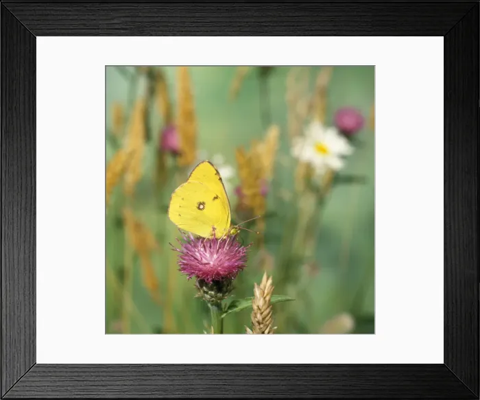 Framed Print : Picture No. 10851527 Framed Print : Picture No. 10851527