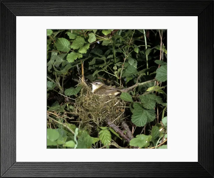 Framed Print : Picture No. 10851545 Framed Print : Picture No. 10851545