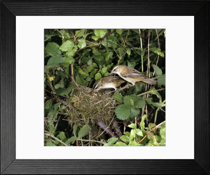 Framed Print : Picture No. 10851543