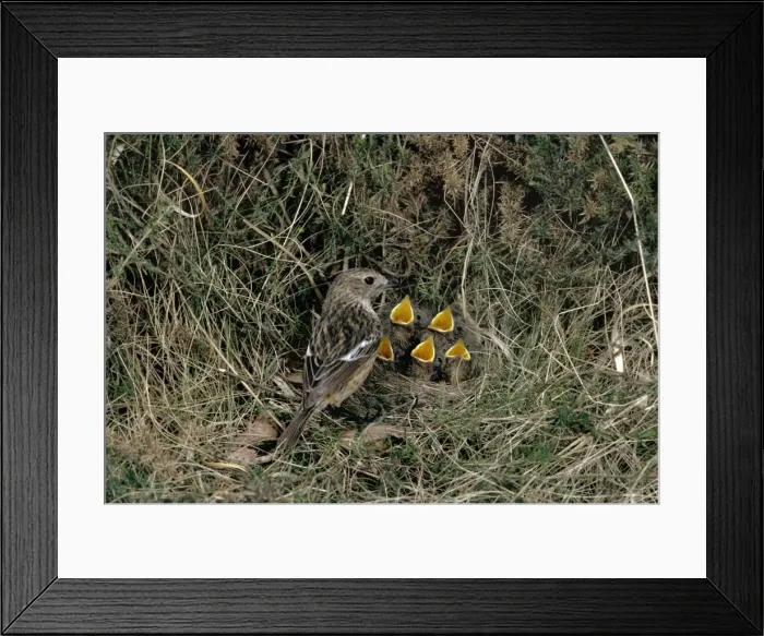 Framed Print : Picture No. 10851562 Framed Print : Picture No. 10851562