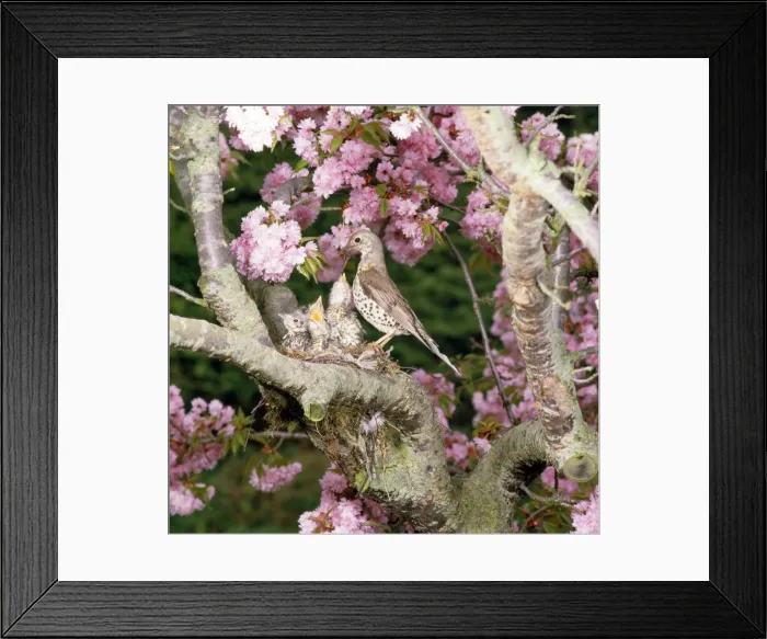 Framed Print : Picture No. 10851548 Framed Print : Picture No. 10851548