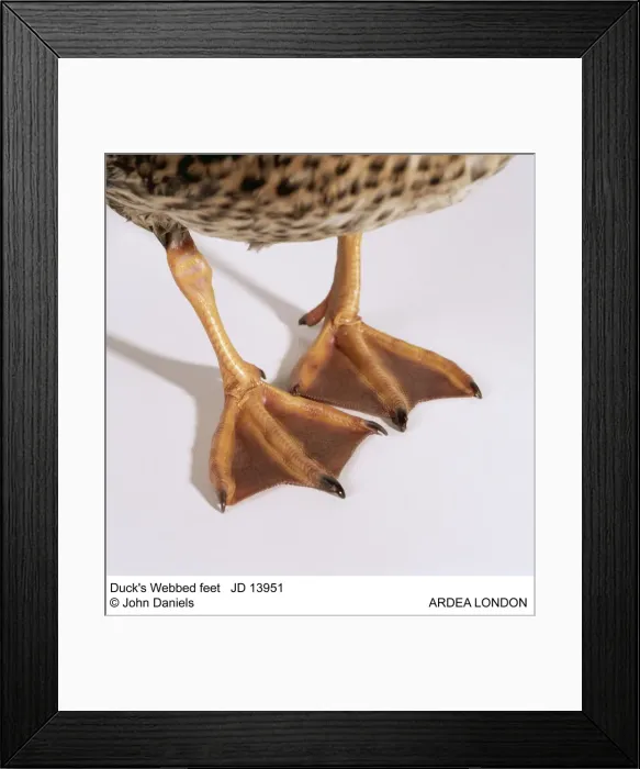 Framed Print : Picture No. 10851777 Framed Print : Picture No. 10851777
