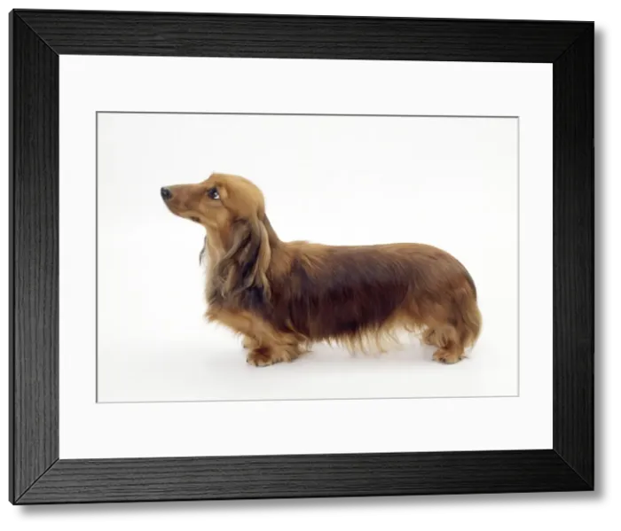 Framed Print : Picture No. 10851774 Framed Print : Picture No. 10851774