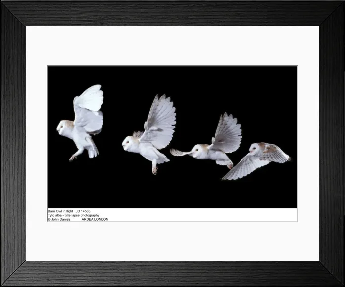 Framed Print : Picture No. 10851782 Framed Print : Picture No. 10851782