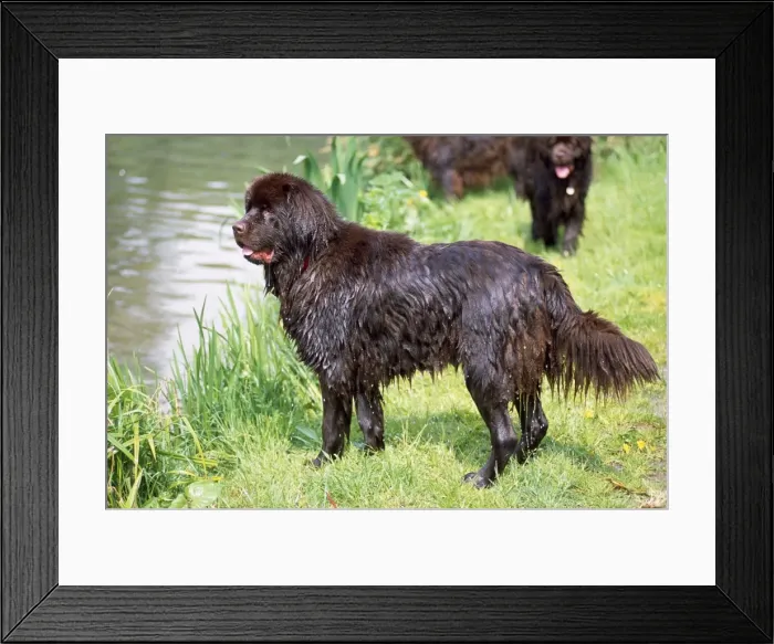Framed Print : Picture No. 10851773 Framed Print : Picture No. 10851773