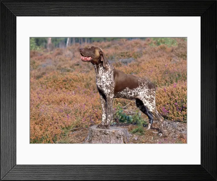 Framed Print : Picture No. 10851783 Framed Print : Picture No. 10851783