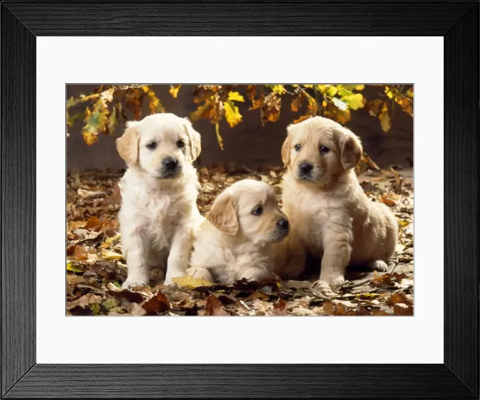 Framed Print : Picture No. 10851786 Framed Print : Picture No. 10851786