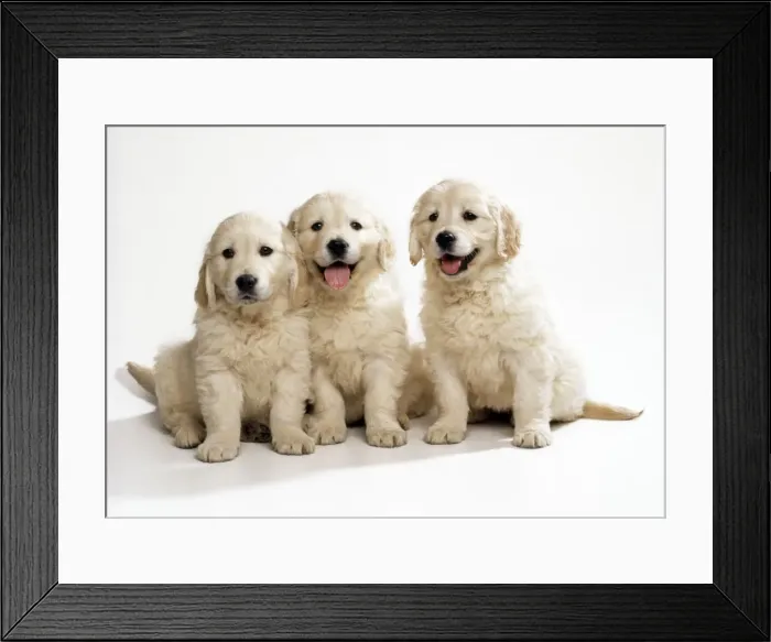 Framed Print : Picture No. 10851792 Framed Print : Picture No. 10851792
