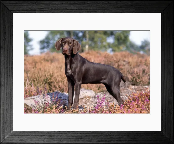 Framed Print : Picture No. 10851784 Framed Print : Picture No. 10851784
