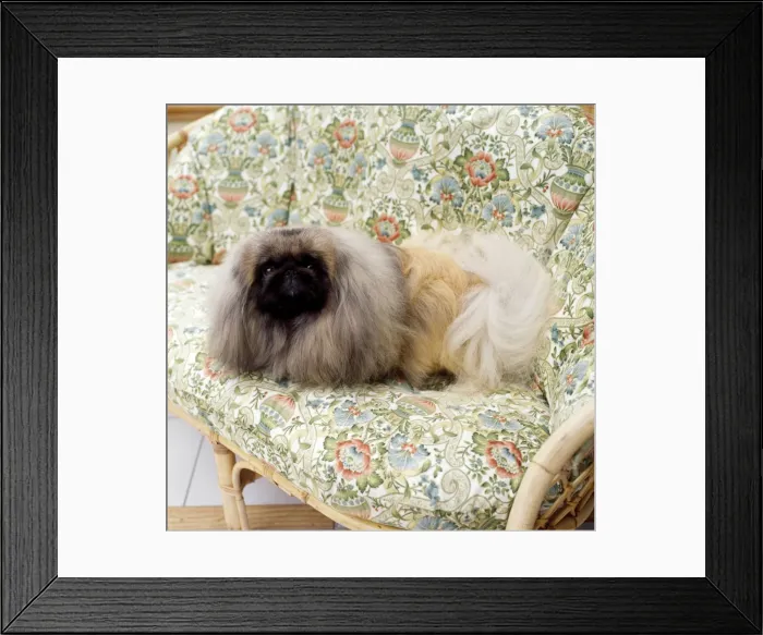 Framed Print : Picture No. 10851763 Framed Print : Picture No. 10851763