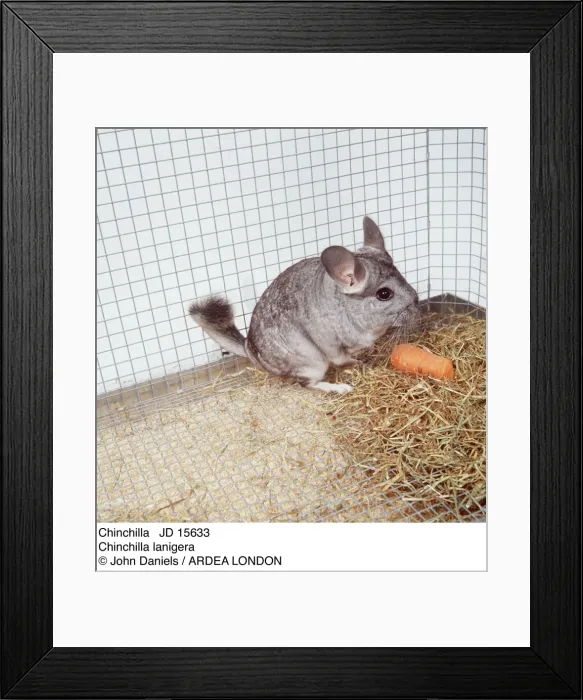 Framed Print : Picture No. 10851793