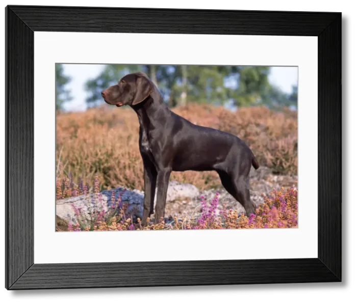 Framed Print : Picture No. 10851785 Framed Print : Picture No. 10851785