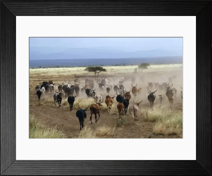 Framed Print : Picture No. 10851804 Framed Print : Picture No. 10851804