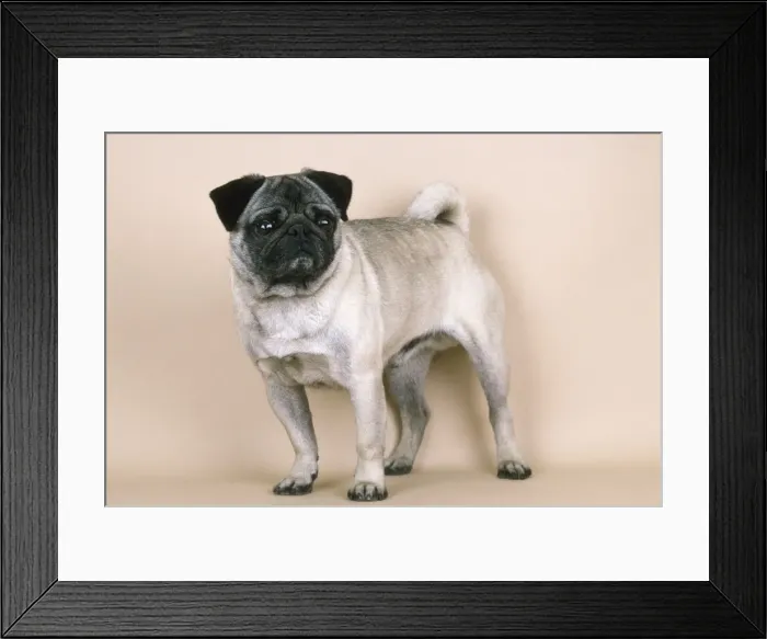 Framed Print : Picture No. 10851794 Framed Print : Picture No. 10851794
