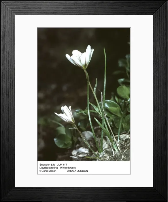 Framed Print : Picture No. 10851816 Framed Print : Picture No. 10851816