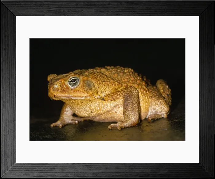 Framed Print : Picture No. 10851847