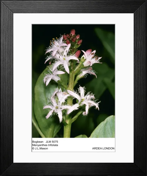 Framed Print : Picture No. 10851929 Framed Print : Picture No. 10851929