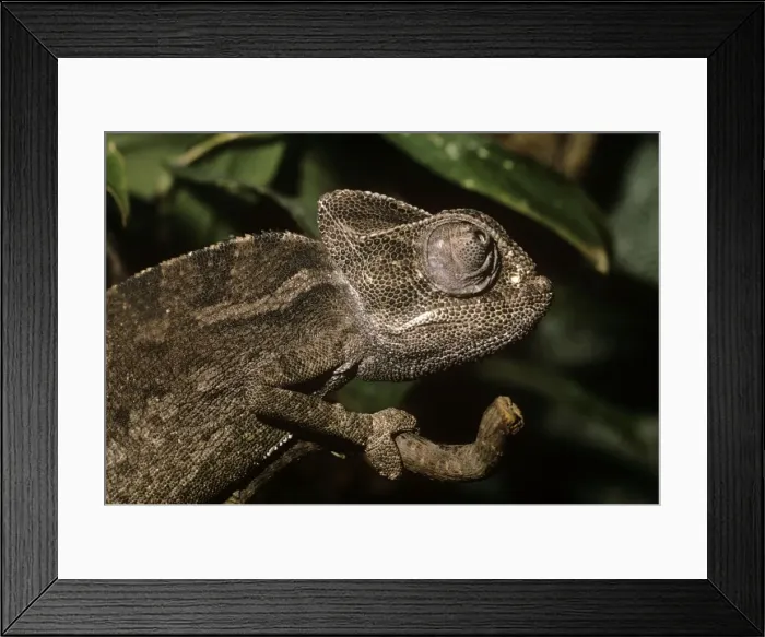 Framed Print : Picture No. 10851820 Framed Print : Picture No. 10851820