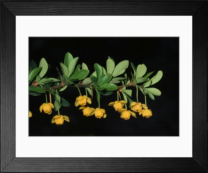 Framed Print : Picture No. 10851941 Framed Print : Picture No. 10851941