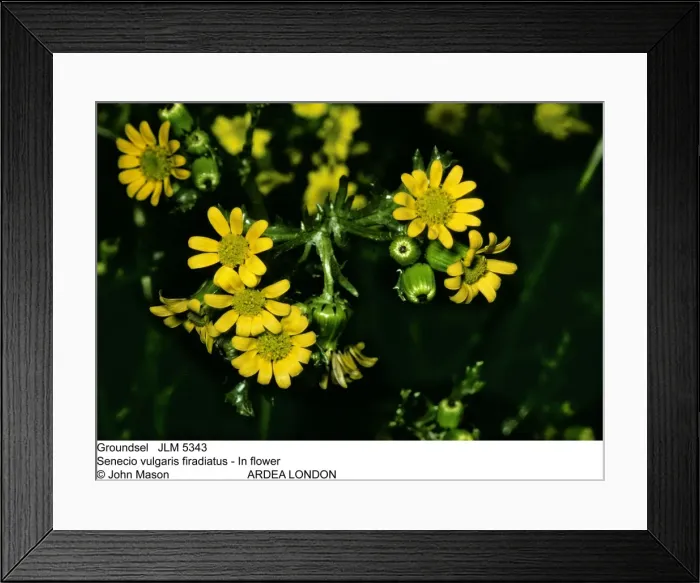 Framed Print : Picture No. 10851943 Framed Print : Picture No. 10851943