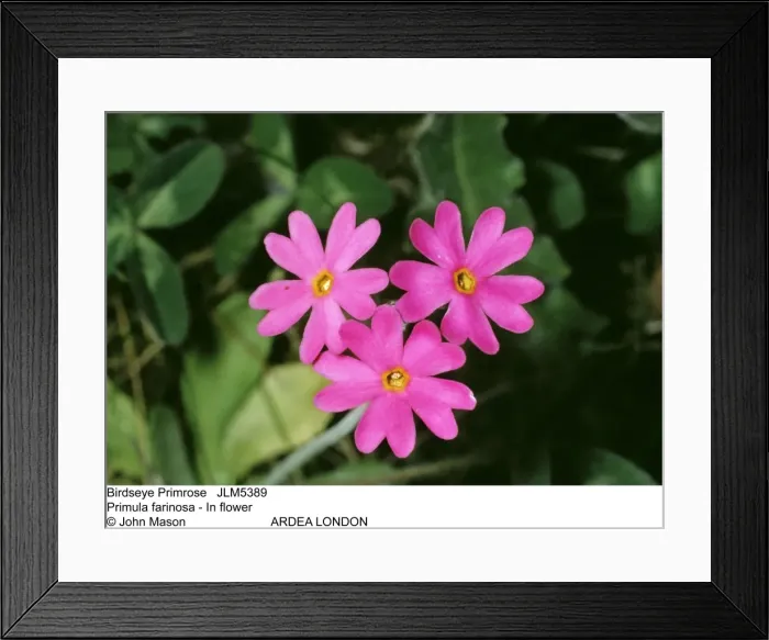Framed Print : Picture No. 10851946 Framed Print : Picture No. 10851946