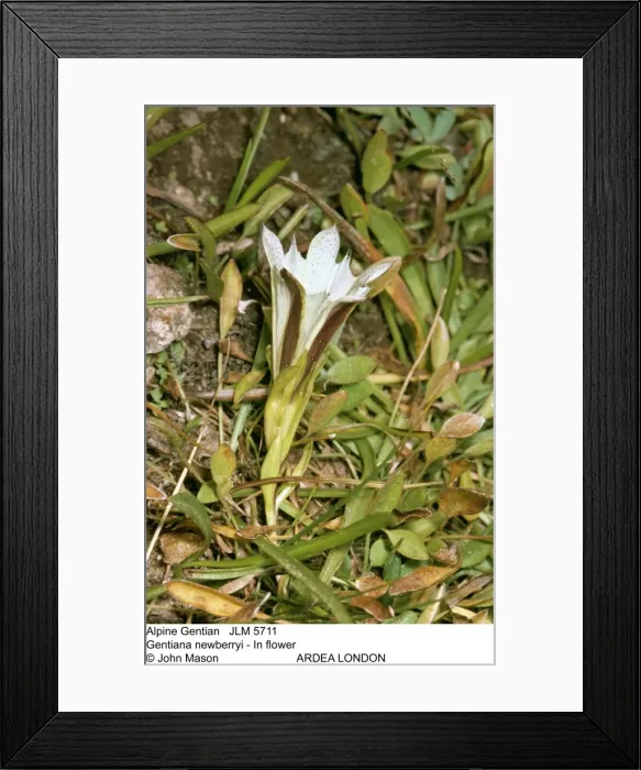 Framed Print : Picture No. 10851958 Framed Print : Picture No. 10851958