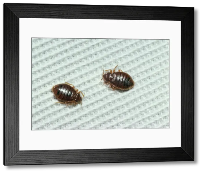 Framed Print : Picture No. 10851900 Framed Print : Picture No. 10851900