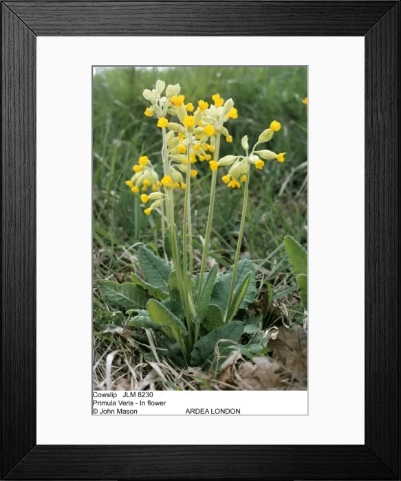 Framed Print : Picture No. 10852019 Framed Print : Picture No. 10852019