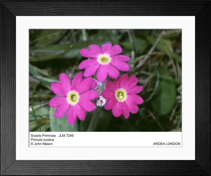 Framed Print : Picture No. 10851990 Framed Print : Picture No. 10851990