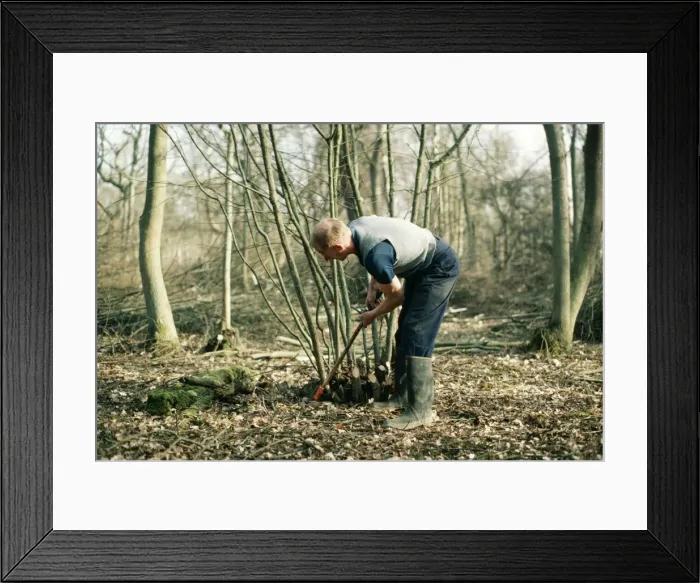 Framed Print : Picture No. 10851934