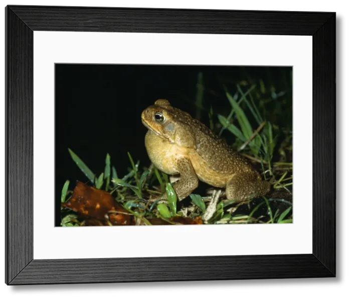 Framed Print : Picture No. 10852024 Framed Print : Picture No. 10852024