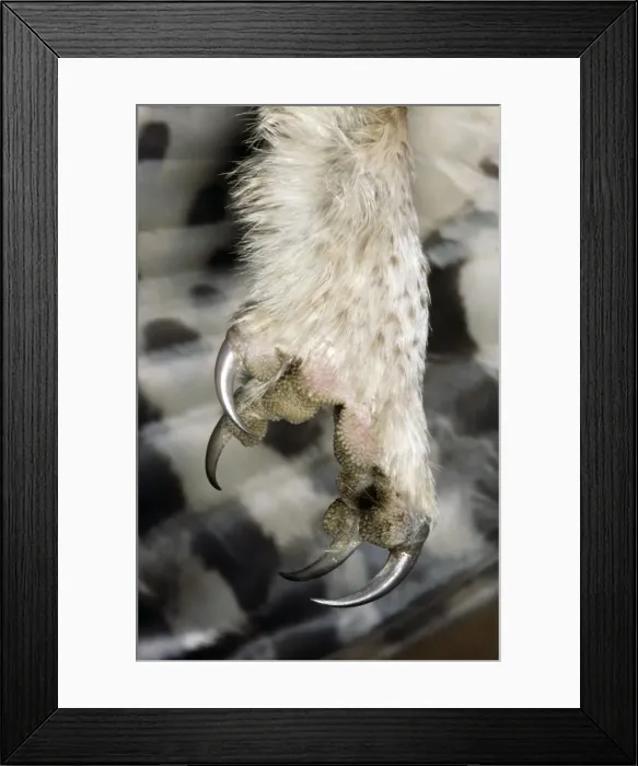Framed Print : Picture No. 10852039 Framed Print : Picture No. 10852039