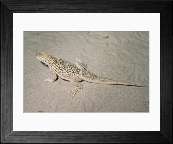 Framed Print : Picture No. 10851966