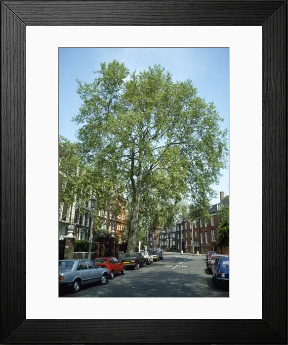 Framed Print : Picture No. 10852103 Framed Print : Picture No. 10852103