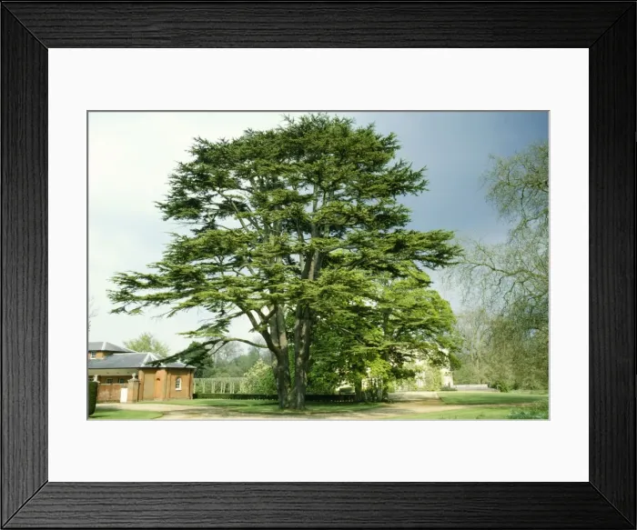 Framed Print : Picture No. 10852076 Framed Print : Picture No. 10852076