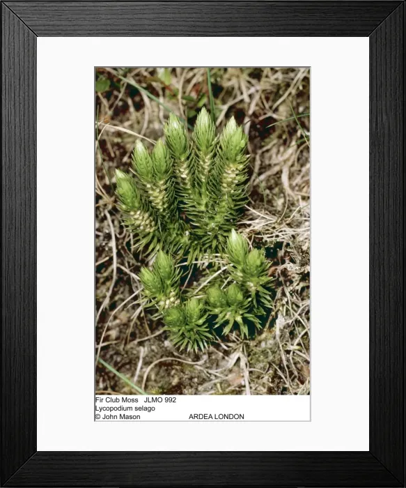 Framed Print : Picture No. 10852133 Framed Print : Picture No. 10852133