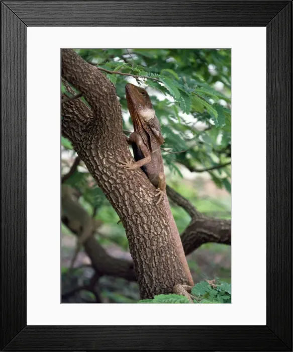 Framed Print : Picture No. 10852155 Framed Print : Picture No. 10852155