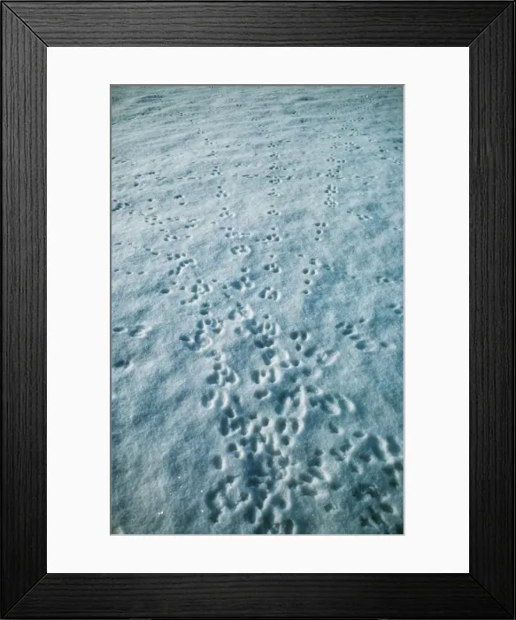 Framed Print : Picture No. 10852057 Framed Print : Picture No. 10852057