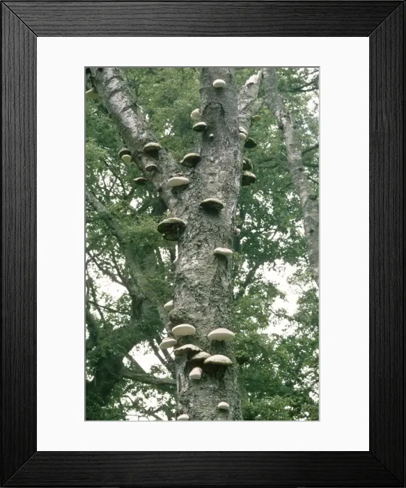 Framed Print : Picture No. 10852077 Framed Print : Picture No. 10852077
