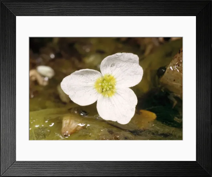 Framed Print : Picture No. 10852161 Framed Print : Picture No. 10852161