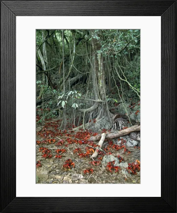 Framed Print : Picture No. 10852273 Framed Print : Picture No. 10852273