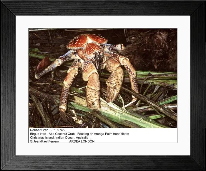 Framed Print : Picture No. 10852275 Framed Print : Picture No. 10852275