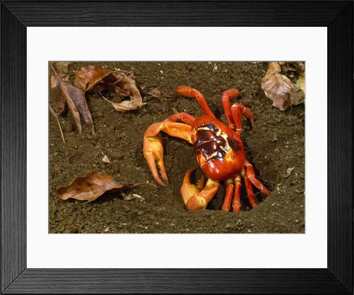 Framed Print : Picture No. 10852270 Framed Print : Picture No. 10852270