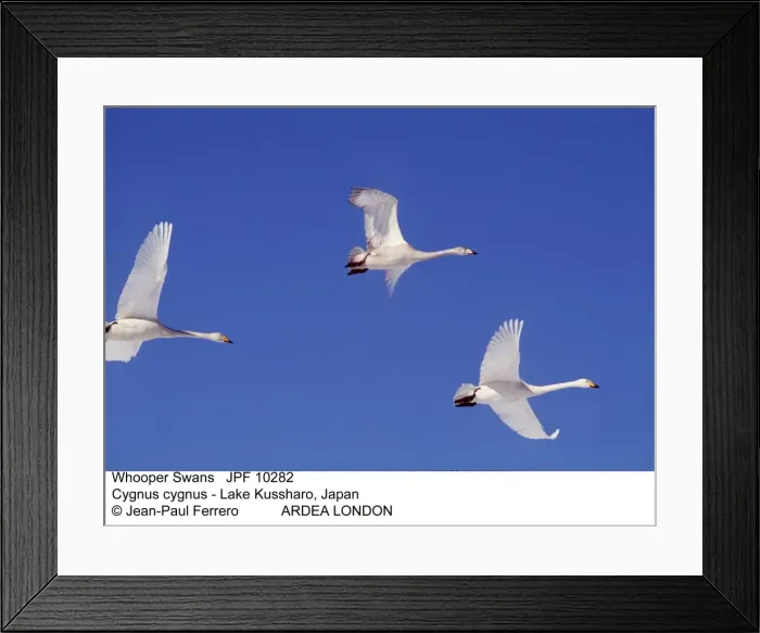 Framed Print : Picture No. 10852279 Framed Print : Picture No. 10852279