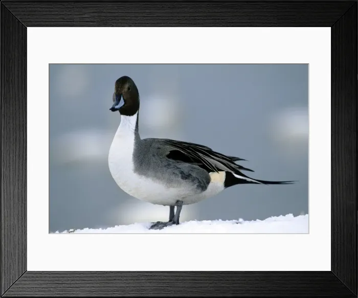 Framed Print : Picture No. 10852280 Framed Print : Picture No. 10852280