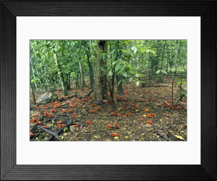 Framed Print : Picture No. 10852278 Framed Print : Picture No. 10852278