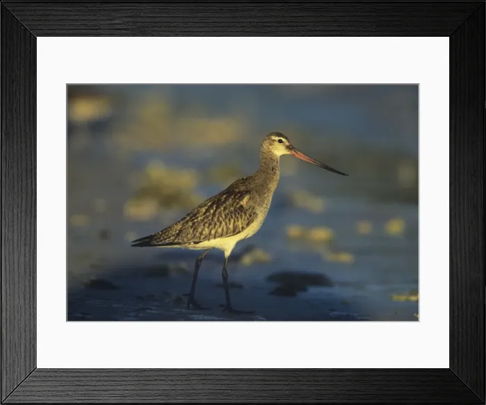Framed Print : Picture No. 10852283 Framed Print : Picture No. 10852283