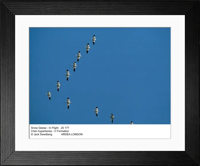 Framed Print : Picture No. 10852288 Framed Print : Picture No. 10852288